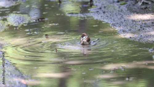 すずめの水浴び
