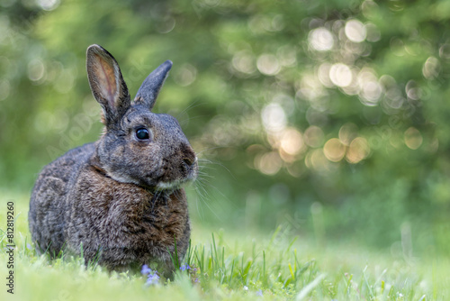 Gray rabbit poses in green grass with soft bokeh background copy text space