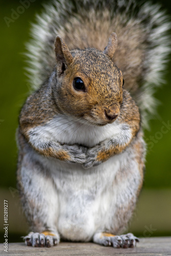 Eastern gray squirrel, Sciurus carolinensis, closeup standing with paws together with a curious look