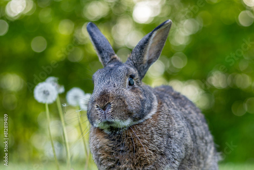 Gray rabbit poses in green grass with soft bokeh background copy text space