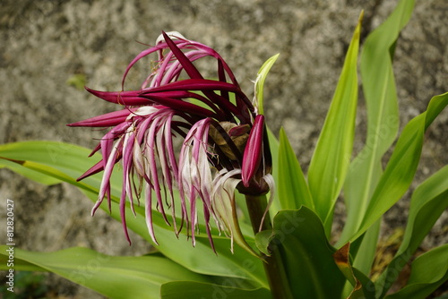 Close-up of Crinum amabile flower blooming