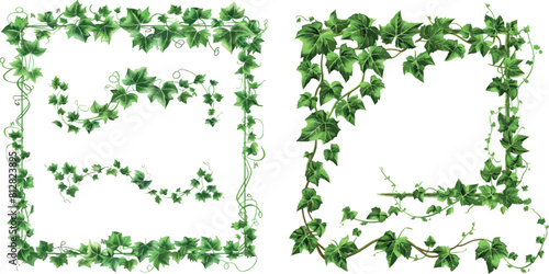 Ivy frames, climbing vine with green leaves of creeper plant. Rectangular and oval elegant hedera borders