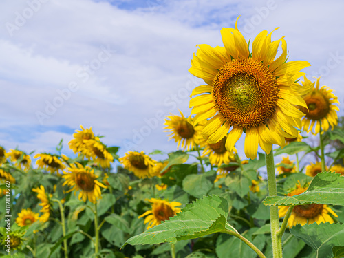 Sunflower Yellow Flower Summer Spring Beautiful Bright Floral Circle Texture Round Pattern Texture Orange Petals Leaf Organic Farming Growth Plant Stamens Natural Florist Agriculture.