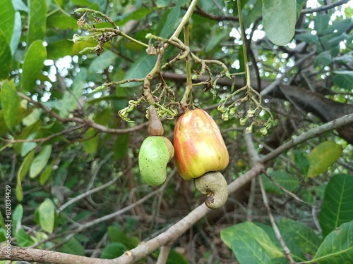 Cashew is the common name of a tropical evergreen tree Anacardium occidentale, in the family Anacardiaceae. It is native to South America photo