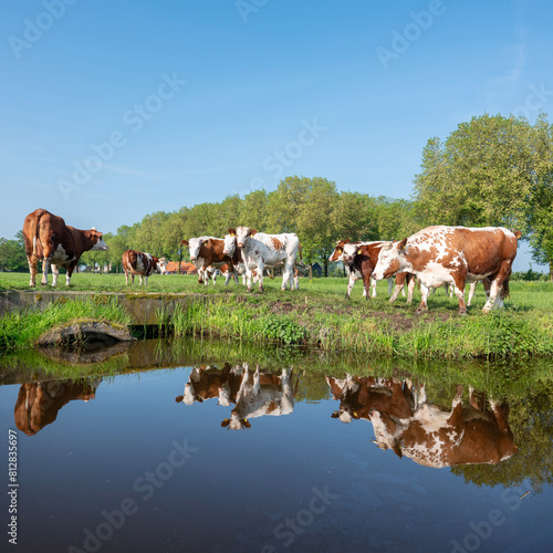 red and white horned cows in green grassy meadow and reflection in water of canal in holland under blue sky in spring