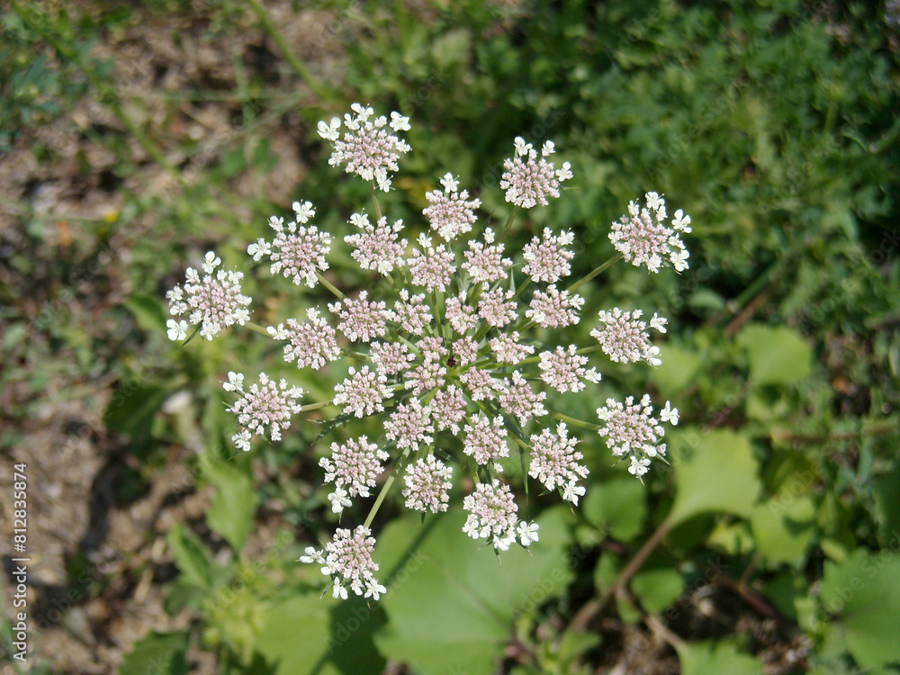 Tiny white flowers in bunches Tiny white flowers in bunches