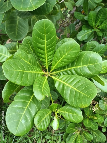 Wallpaper Mural Cashew is the common name of a tropical evergreen tree Anacardium occidentale, in the family Anacardiaceae. Torontodigital.ca