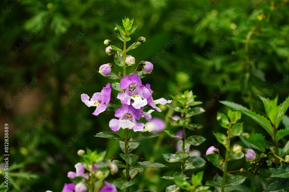 Close-up of blooming Angelonia angustifolia flower Close-up of blooming Angelonia angustifolia flower