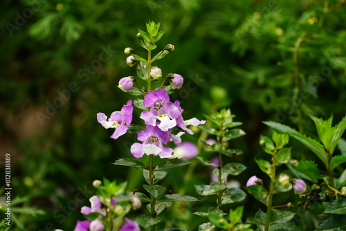 Close-up of blooming Angelonia angustifolia flower photo