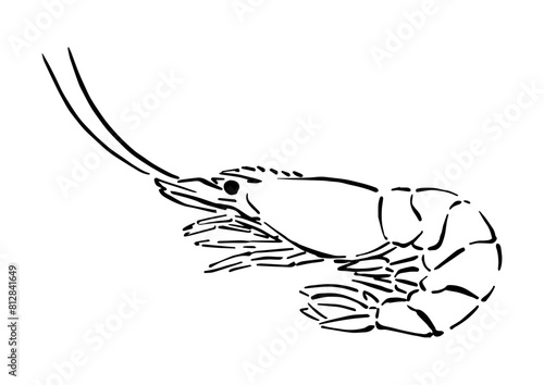 シンプルな海老（エビ）の手描き線画イラスト