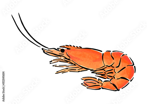 シンプルな海老（エビ）の手描き線画イラスト