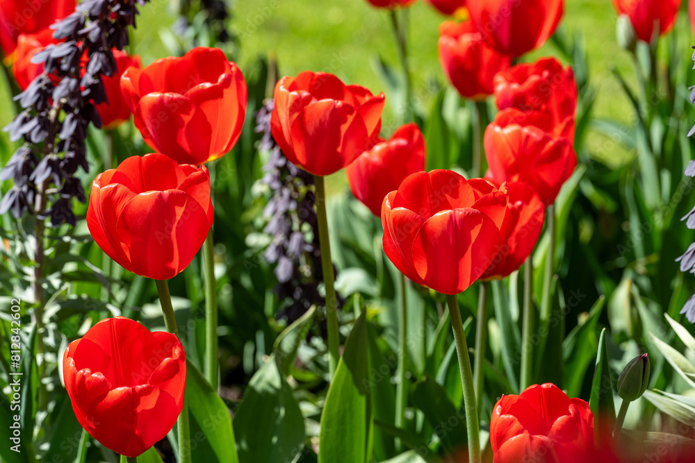Close-up of tulips and Fritillaria Persica blooming in Carl Johans Park during early May 2024 in Norrköping, Sweden. Close-up of tulips and Fritillaria Persica blooming in Carl Johans Park during early May 2024 in Norrköping, Sweden.