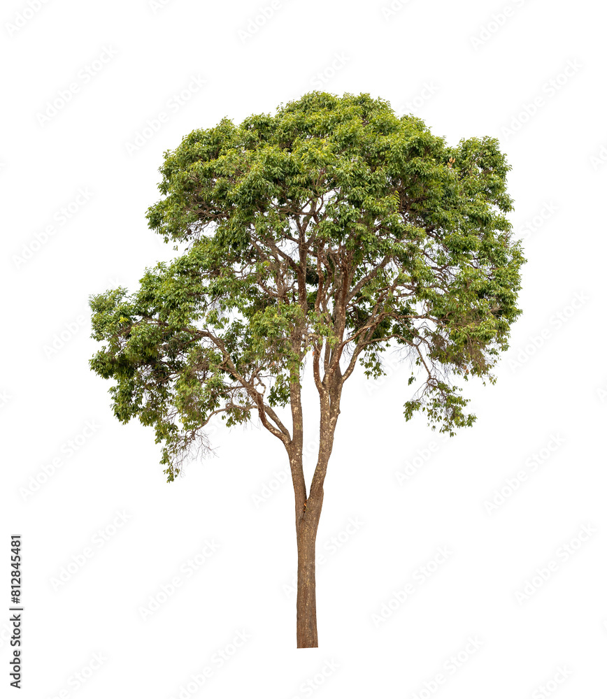 Fototapeta premium Mature big tropical tree isolated on white background for design usage usage