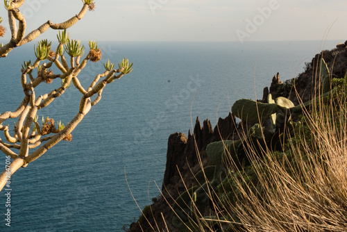 Beautiful view of the ocean from above with cactus and other tropical greenery in the foreground