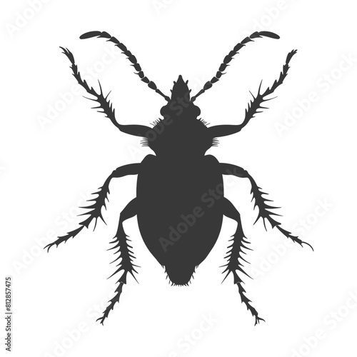 Silhouette lice animal black color only