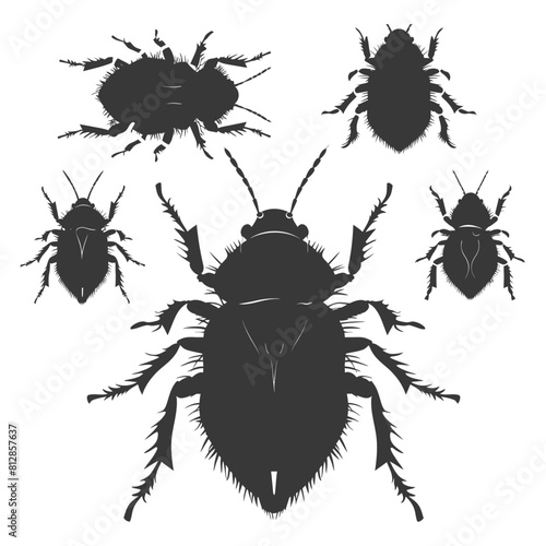 Silhouette lice animal black color only