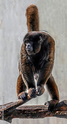 Woolly monkey on the branch in its enclosure. Latin name - Scimmia lanosa	 photo
