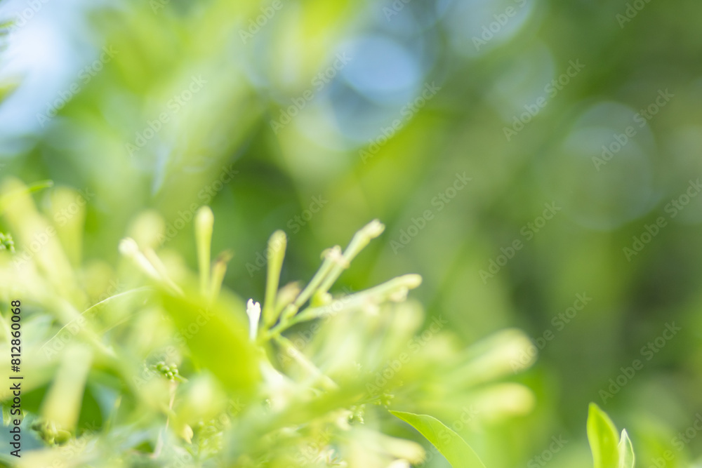 Green color blurred abstract background copy space Green color blurred abstract background copy space