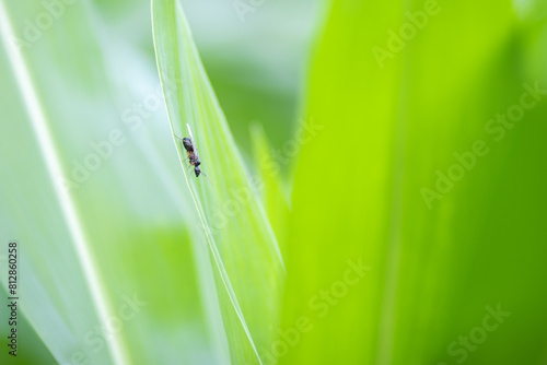 closeup corn leaf blurred green abstract background