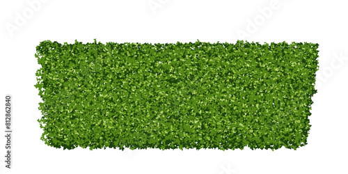 Green shrub or topiary in the shape of a trapezoid. Plant fence, hedge with leaf texture. Vector illustration isolated from the background. Evergreen boxwood fence.