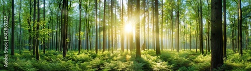 A Panoramic view of a serene forest landscape with sunlight piercing through the canopy of tall green trees