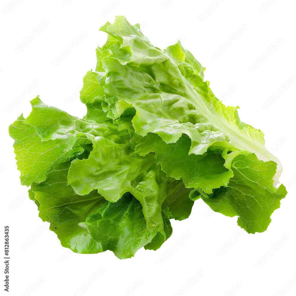 Photo of lettuce, Isolated on white background Photo of lettuce, Isolated on white background