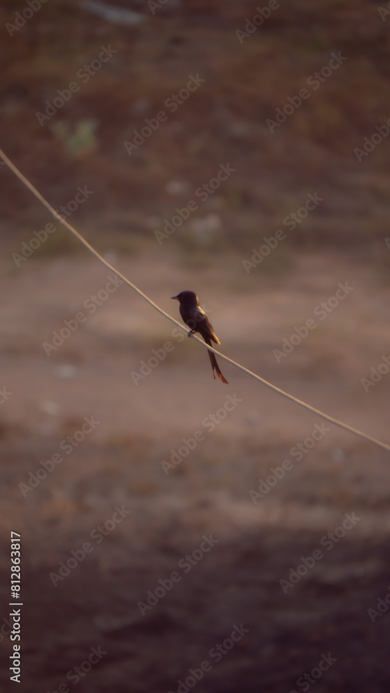 Obraz premium Bird tailed