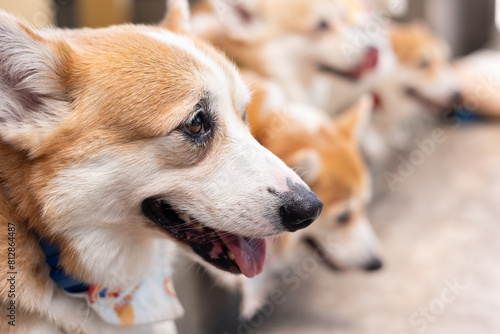 Close up head and face with blurred background of many adorable baby Corgi dogs sitting in row with blurred background shows concept of friendly pet expressing relaxation  comfort and happiness.