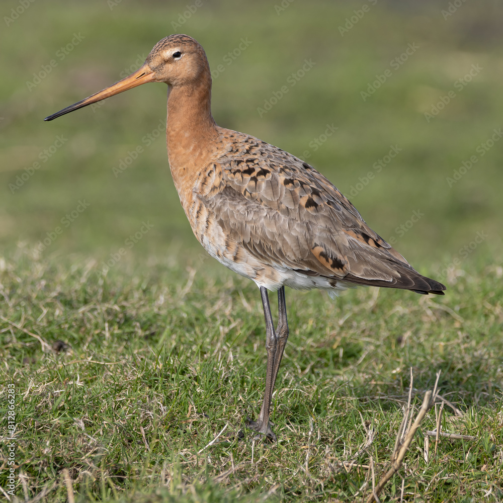 Obraz premium Blacktailed gotwit