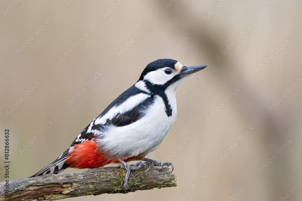 spotted woodpecker spotted woodpecker