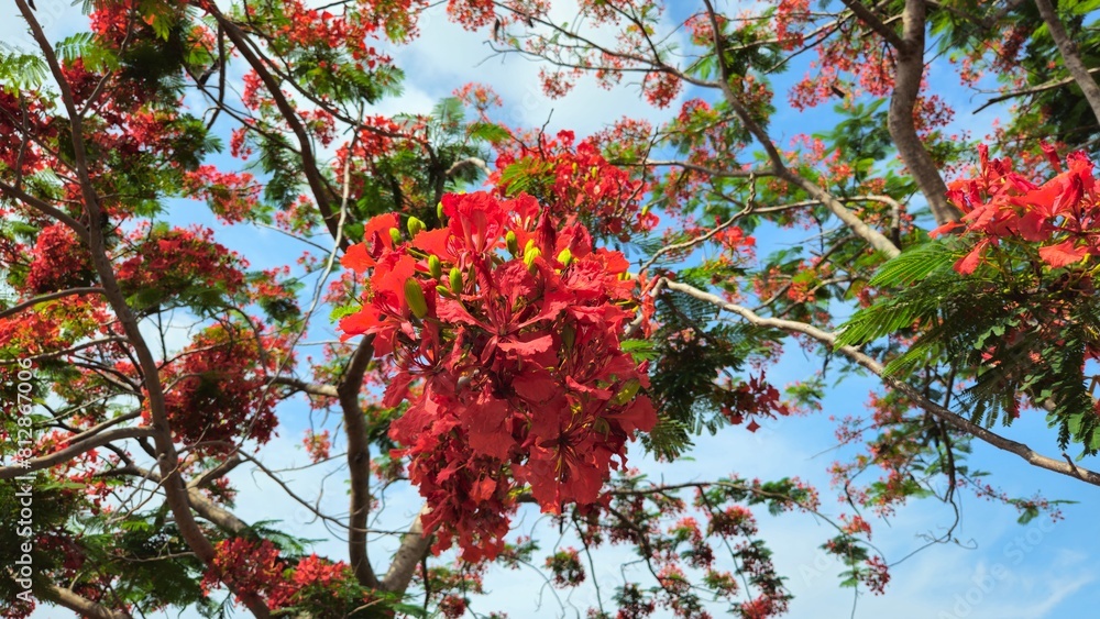 Close up of flamboyant blooming in sunny day at Mekong Delta Vietnam known as Royal poinciana or Mohur tree. Close up of flamboyant blooming in sunny day at Mekong Delta Vietnam known as Royal poinciana or Mohur tree.