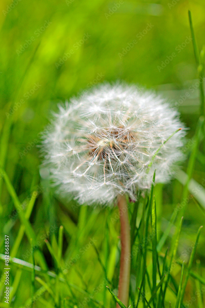 Obraz premium dandelion on green background