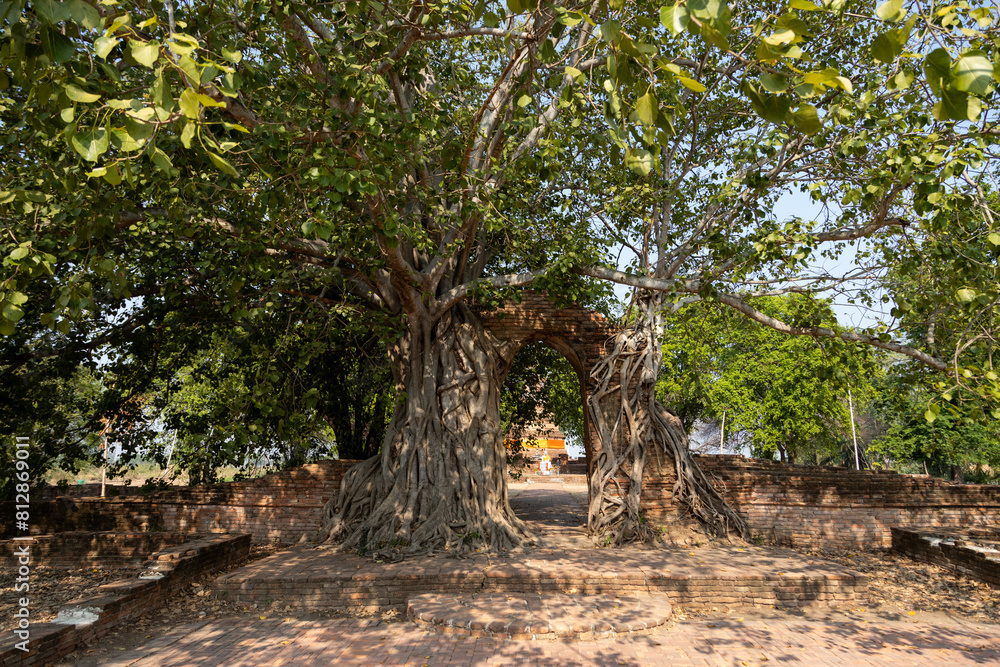 Fototapeta premium Tree door Wat Prangam ancient temple Ayutthaya Thailand