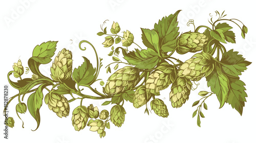 Finely curled sprig of hops with cones and leaves h