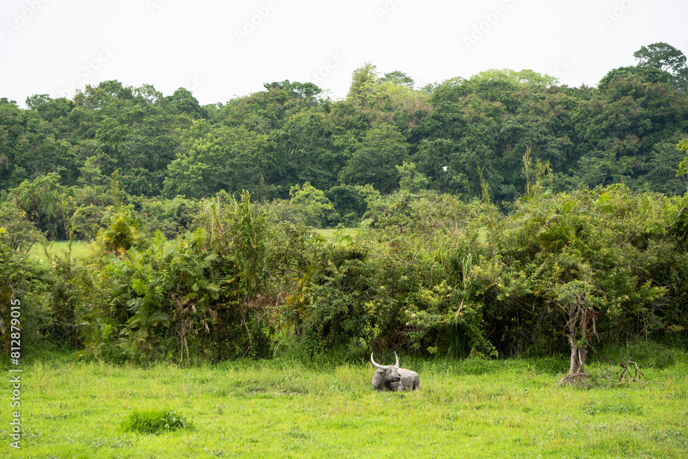 Wild Buffalo resting in the Kaziranga National Park of Assam 1. Exclusive on Adobe Stock. Wild Buffalo resting in the Kaziranga National Park of Assam 1. Exclusive on Adobe Stock.