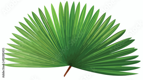 Full fresh fan shaped leaf of palmetto tree sketch photo