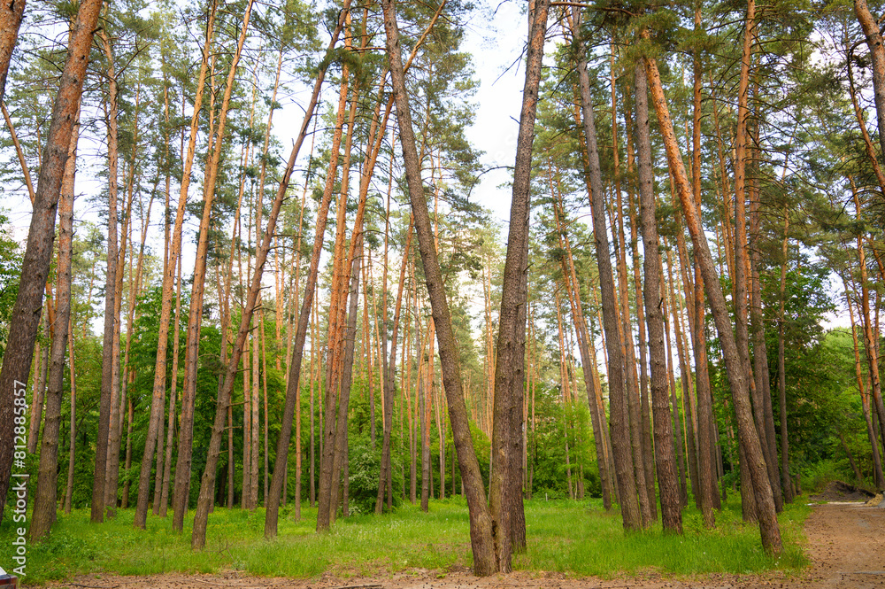 Fototapeta premium Coniferous green forest with blue sky
