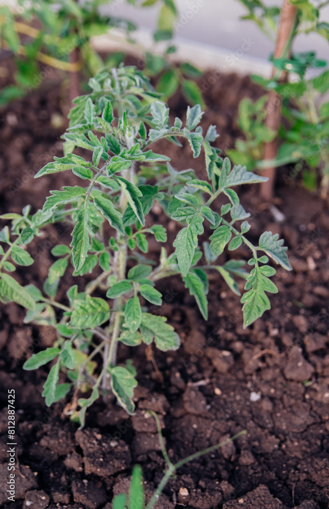 Obraz premium Young tomatoes in the garden. Tomato bushes are blooming. Growing vegetables in rural areas. Care and treatment of plants. Future harvest.