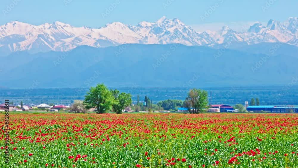 Blooming red poppies in rye field swaying in the wind at sunny day with mountains in the background and small village in the middle ground. Papaver rhoeas as a weed plant in agriculture.