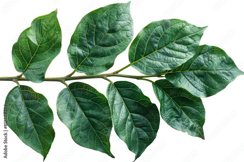 A vibrant leaf, showcasing the beauty of nature with its lush green color and intricate veins, symbolizing the freshness and vitality of the season. A vibrant leaf, showcasing the beauty of nature with its lush green color and intricate veins, symbolizing the freshness and vitality of the season.