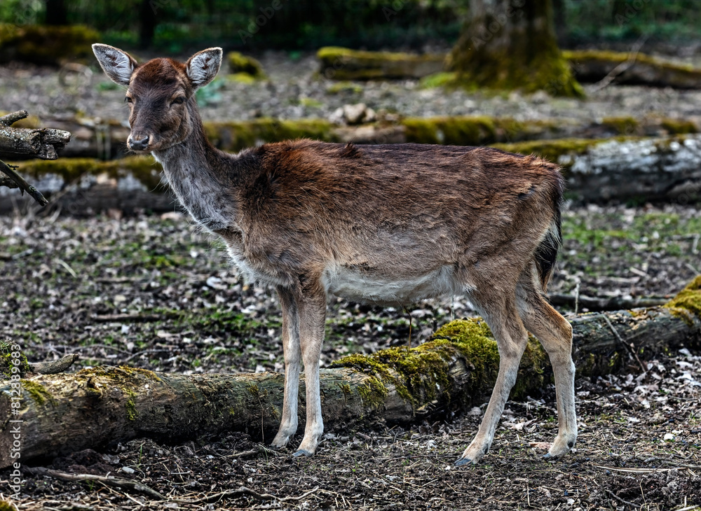 Fototapeta premium Fallow deer female. Latin name - Dama dama