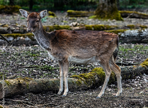 Fallow deer female. Latin name - Dama dama	