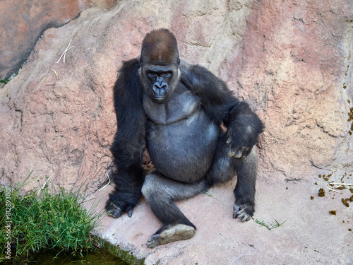 Male silverback gorilla resting on some rocks near a river.