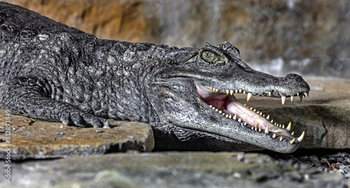 Spectacled caiman also known as white caiman, common caiman, and speckled caiman. Latin name - Caiman crocodilus