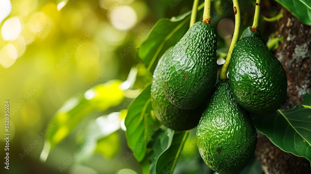 Avocado hanging on a tree