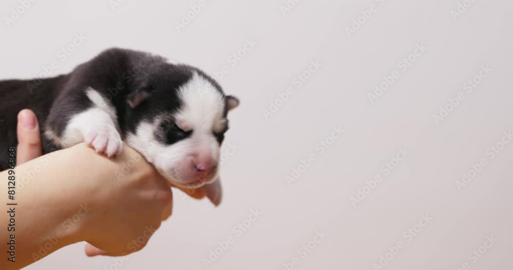 Adult Siberian Husky licking newborn Husky puppy held in human hands Adult Siberian Husky licking newborn Husky puppy held in human hands