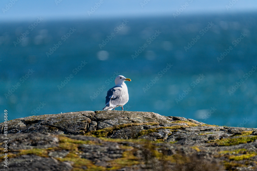 Seagull standing on rock 