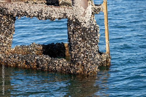 Barnacles and mussels on growing on a bouy
