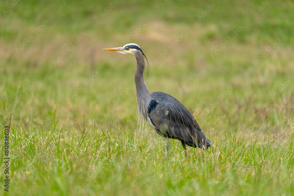 Great blue heron standing in field Great blue heron standing in field