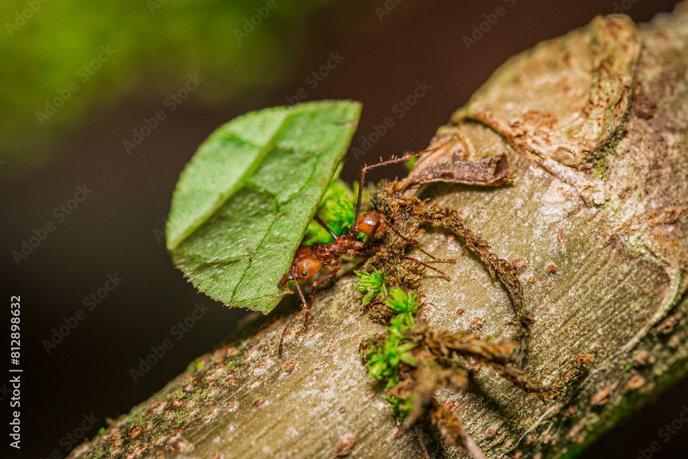 Leaf cutter ant carrying leaf on a branch Leaf cutter ant carrying leaf on a branch